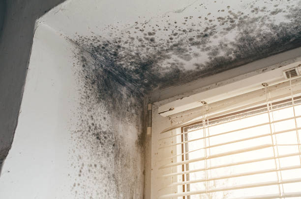 Affordable Basement Mold Removal solutions in Jbsa Ft Sam Houston, TX
