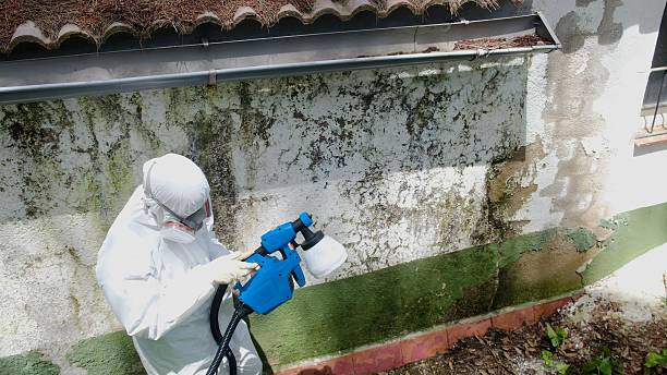 Trusted Attic Mold Removal service in Jbsa Ft Sam Houston, TX - Cheap Mold Removal